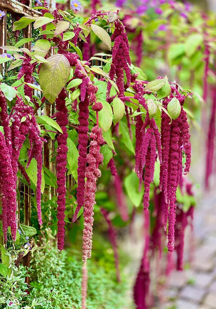 苋菜什么时候种