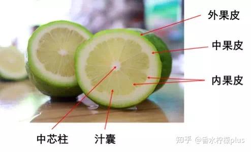 什么是香水柠檬？——和普通柠檬有什么区别？适合做什么好吃的？