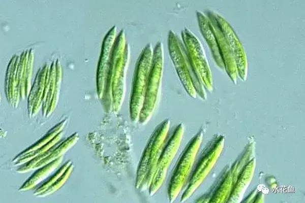 高清图谱(中):水体浮游生物——绿藻门浮游植物46种 - 知乎