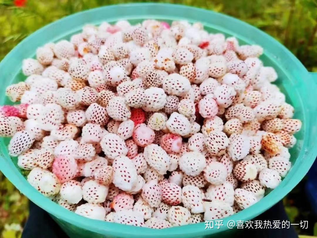 儿时家乡的味道(piao zi) - 知乎