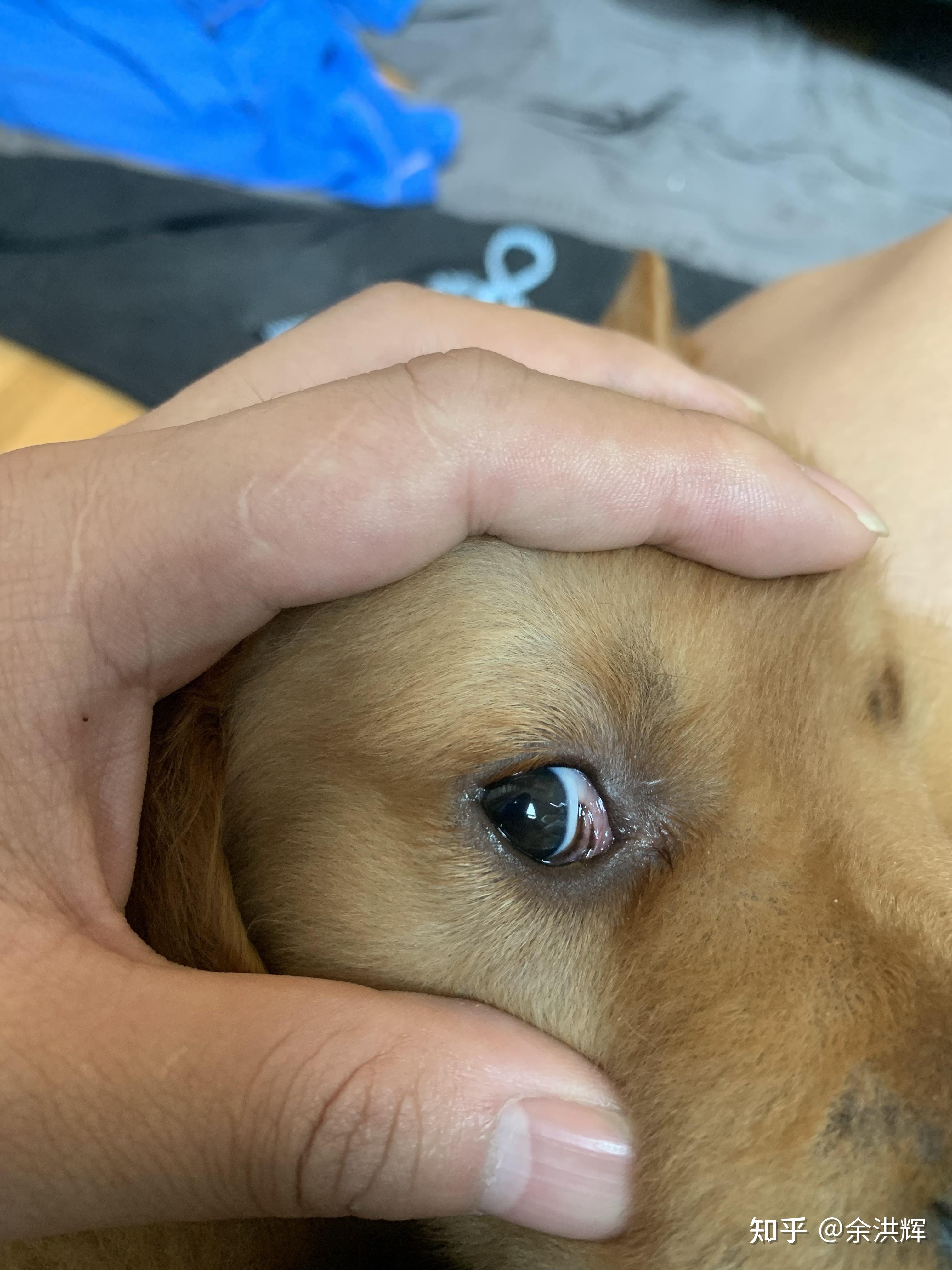 想知道狗狗内眼角那侧的眼白上有条黑线是什么? 