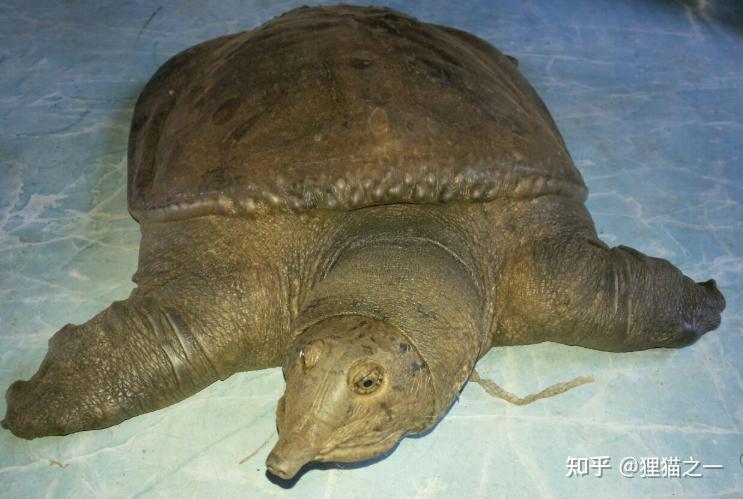 40年老鳖？云南男子家养80斤巨鳖，比脚盆还大得多！网友：斑鳖！ - 知乎