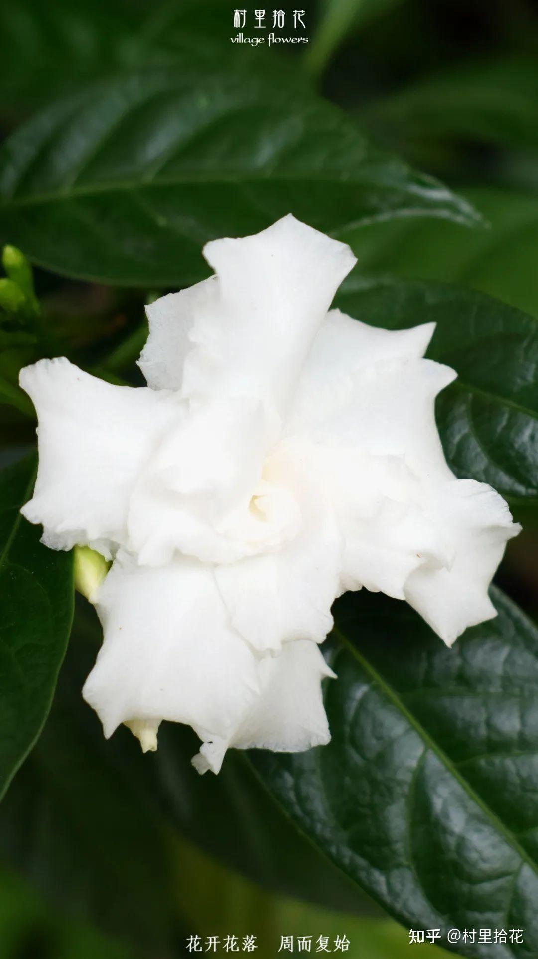 「狗牙花」狗牙貌似没那么晶莹洁白吧？ - 知乎