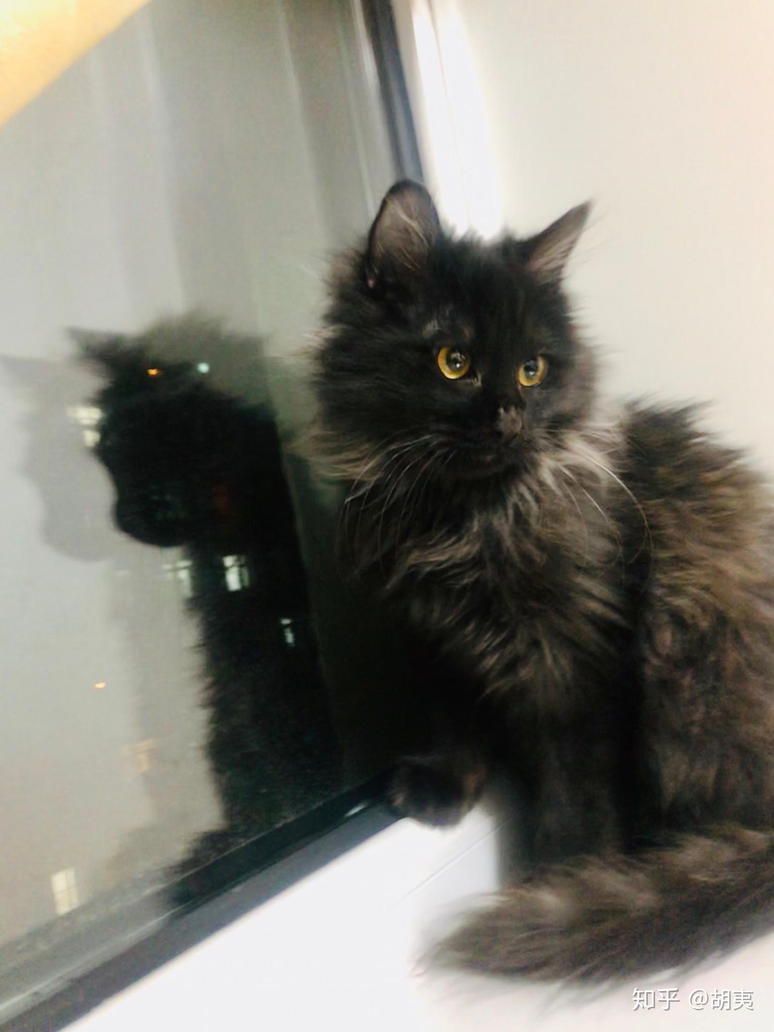 为什么朋友这只黑猫长出来了白毛