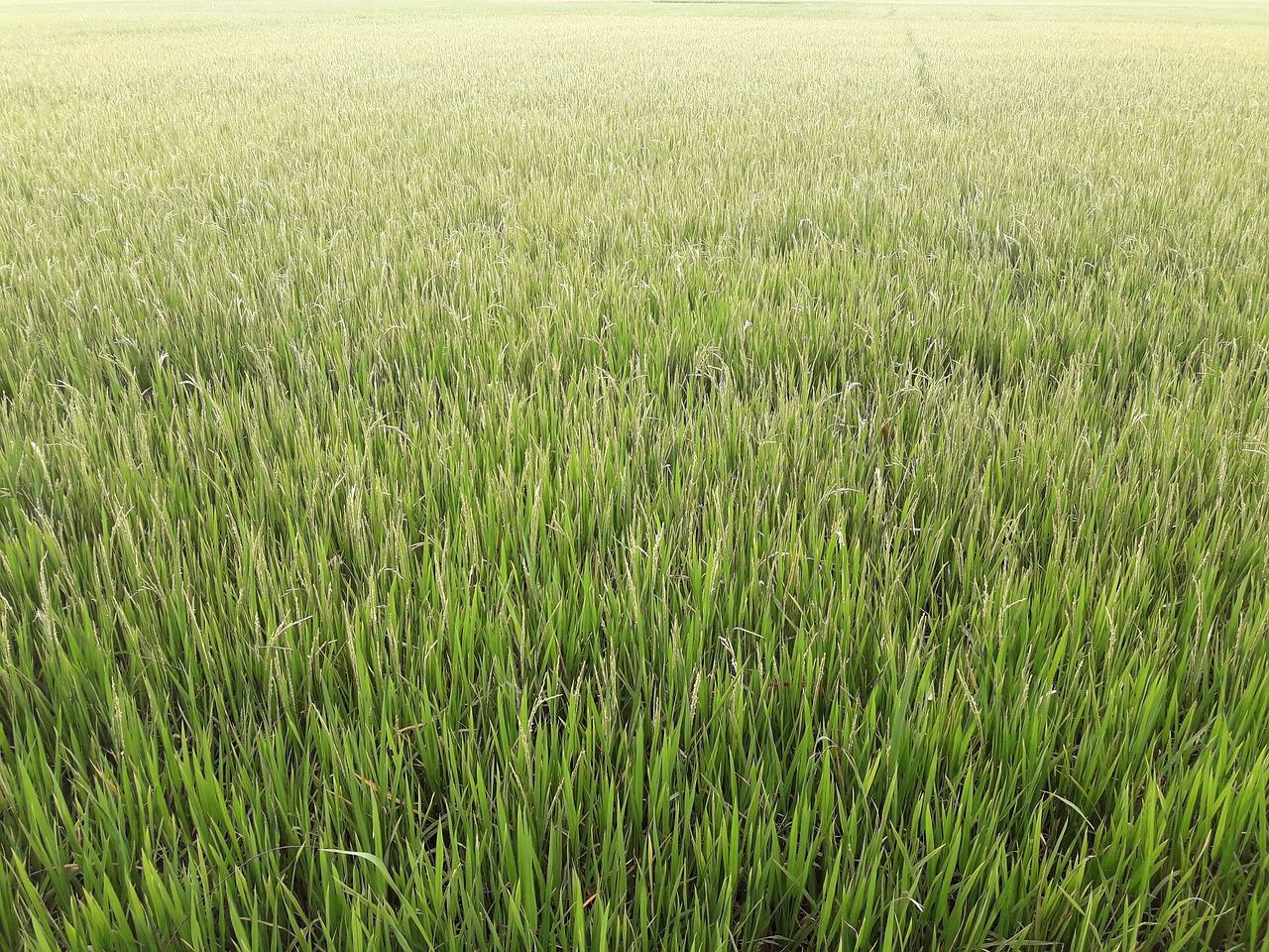 稻田丰收景色美