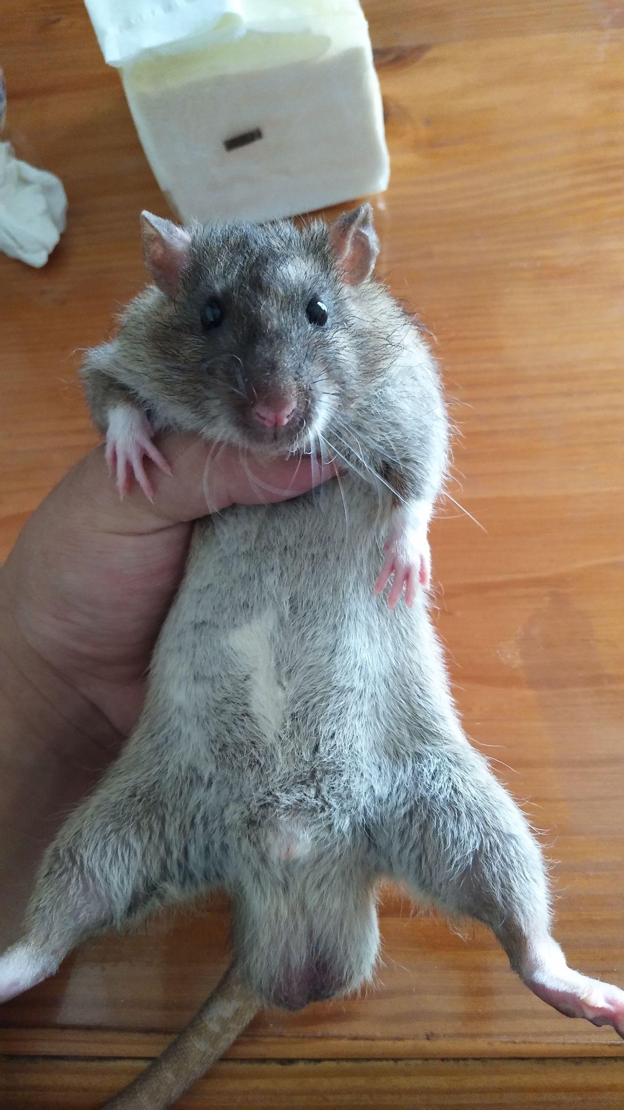 花枝鼠和老鼠的区别是啥? - 知乎