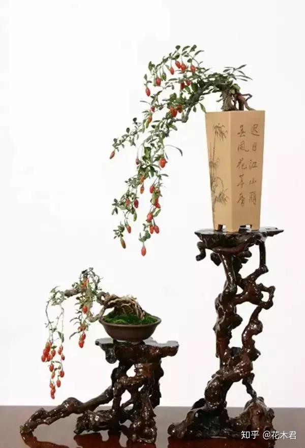 枸杞盆景为何开花多结果少或者开花不结果？ - 知乎