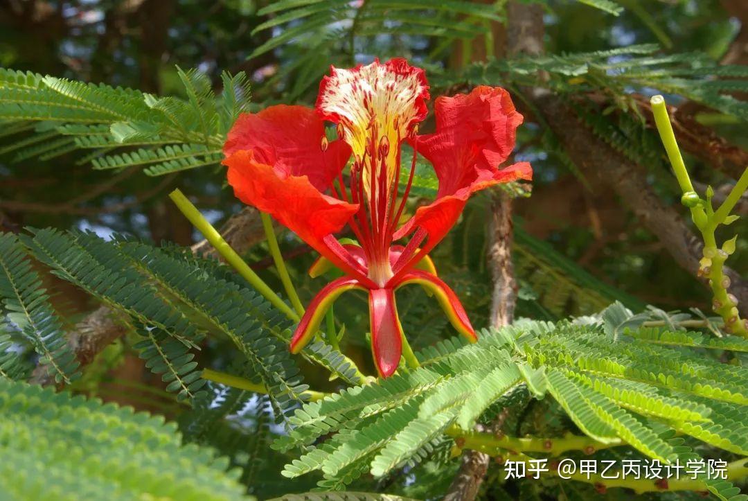 分享|南方常见园林植物合集 - 知乎