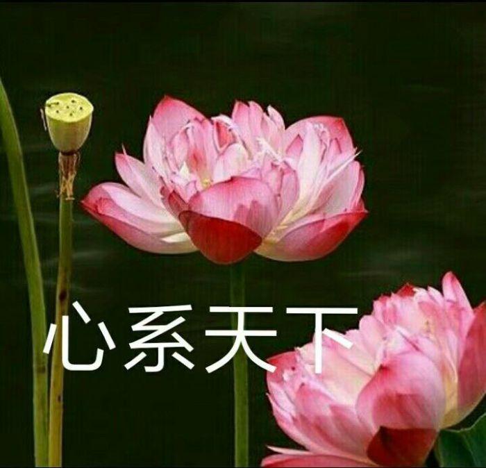 你们用过最好看的头像是什么