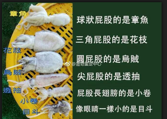 鱿鱼、花枝、乌贼、小卷、透抽如何区别？ - 知乎