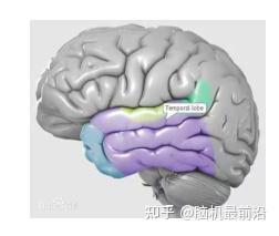 大脑探秘:脑区功能全景解析与深度拓展 - 知乎