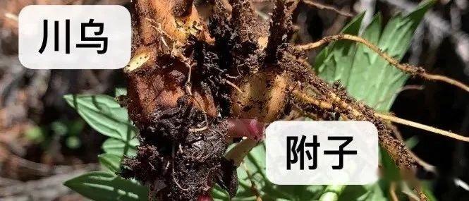 附子和乌头