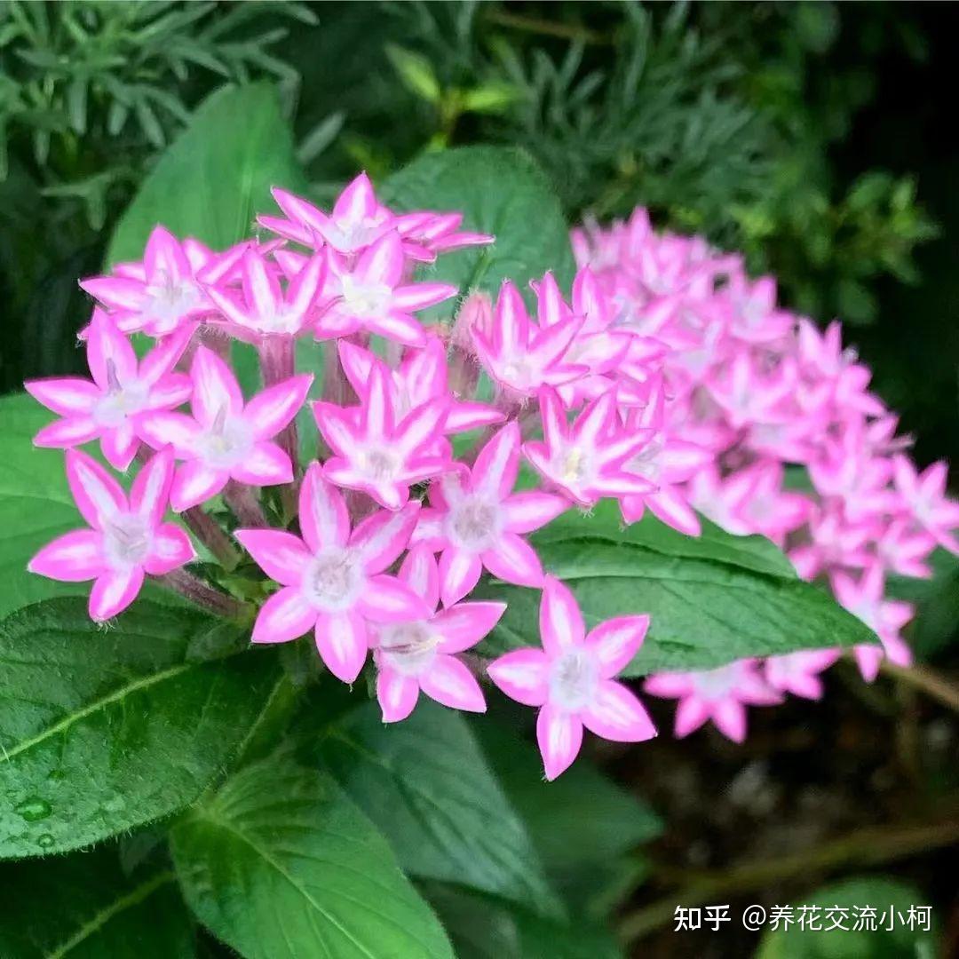 耐热耐晒的盆栽五星花，可以一直开到冬季，很像龙船花 - 知乎