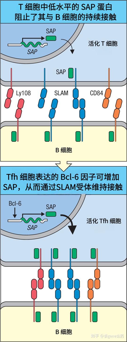 抗原和辅助性 T 细胞对 B 细胞的激活(四) - 知乎