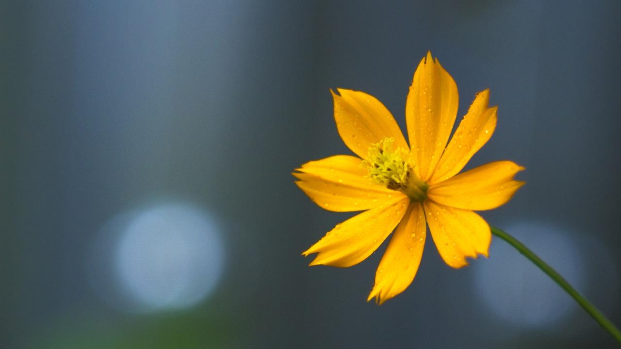 3. 琉璃草花语含义