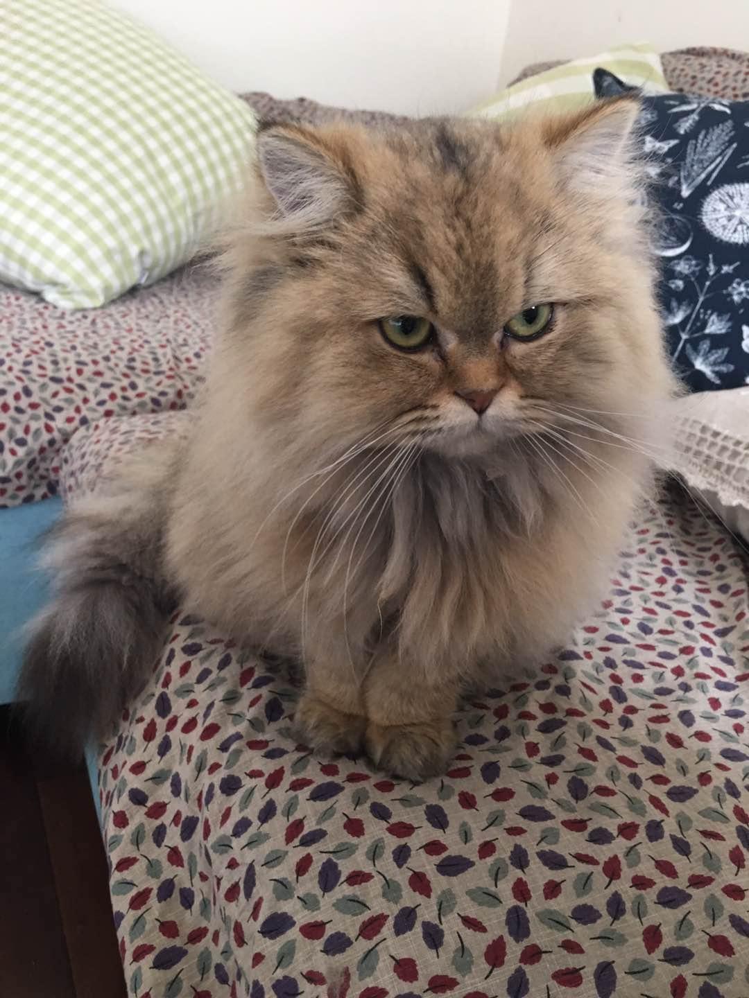 金吉拉猫和蓝猫或者虎斑配了会生出什么样子的孩子? - 知乎