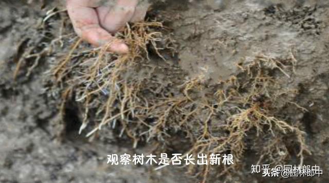 新移栽的树木明明发芽了,为何又枯萎? - 知乎