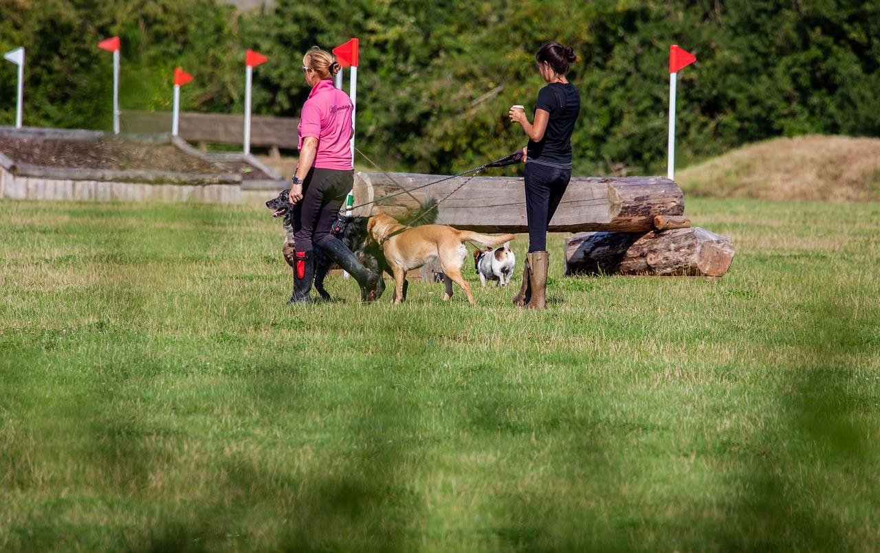 小狗欢快的一天