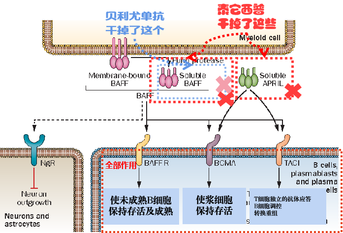 關於紅斑狼瘡的新藥貝利尤單抗請問哪位有詳細的瞭解