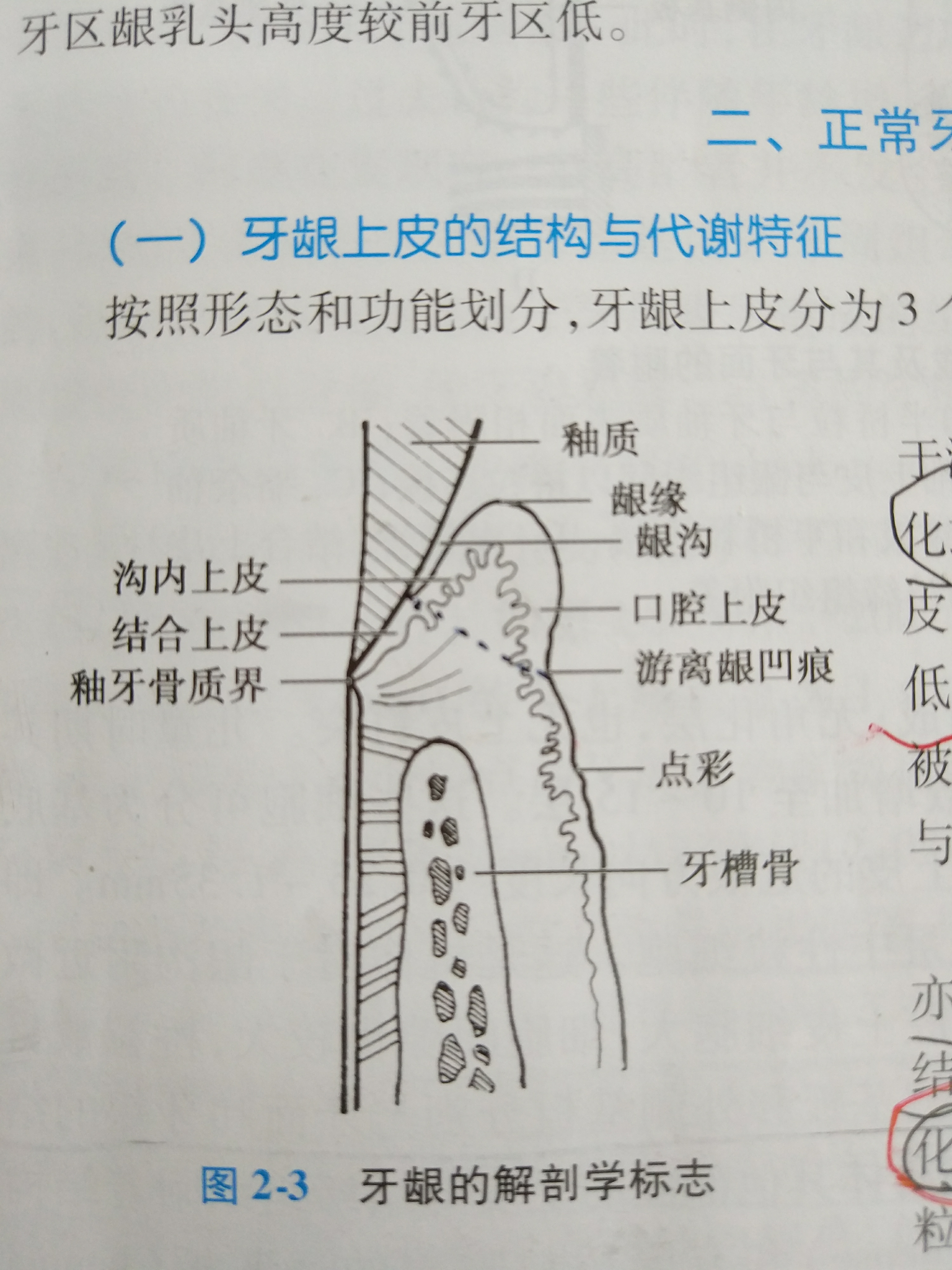 附着龈示意图图片