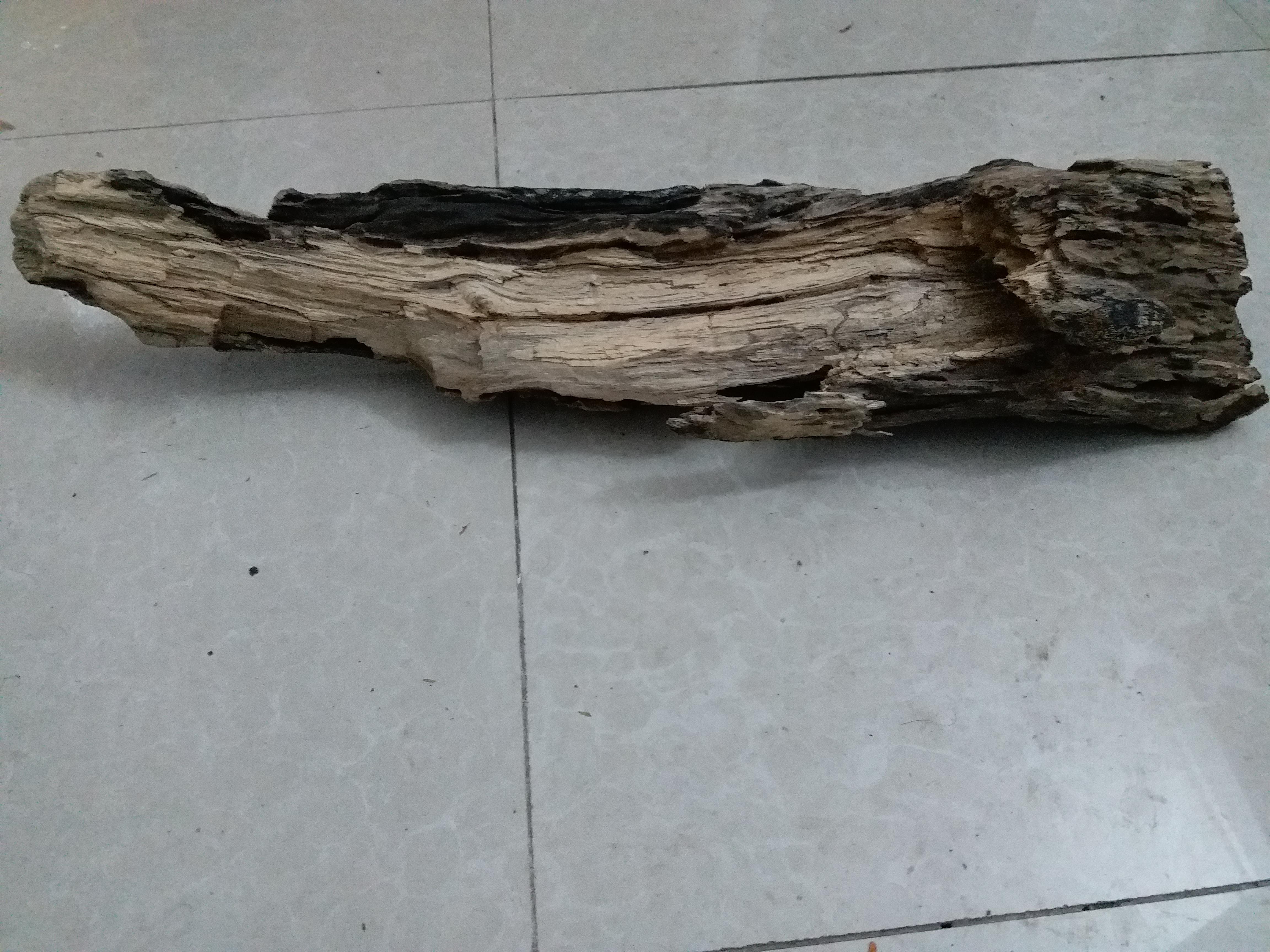 有懂根雕的吗捡个烂树根请给点意见