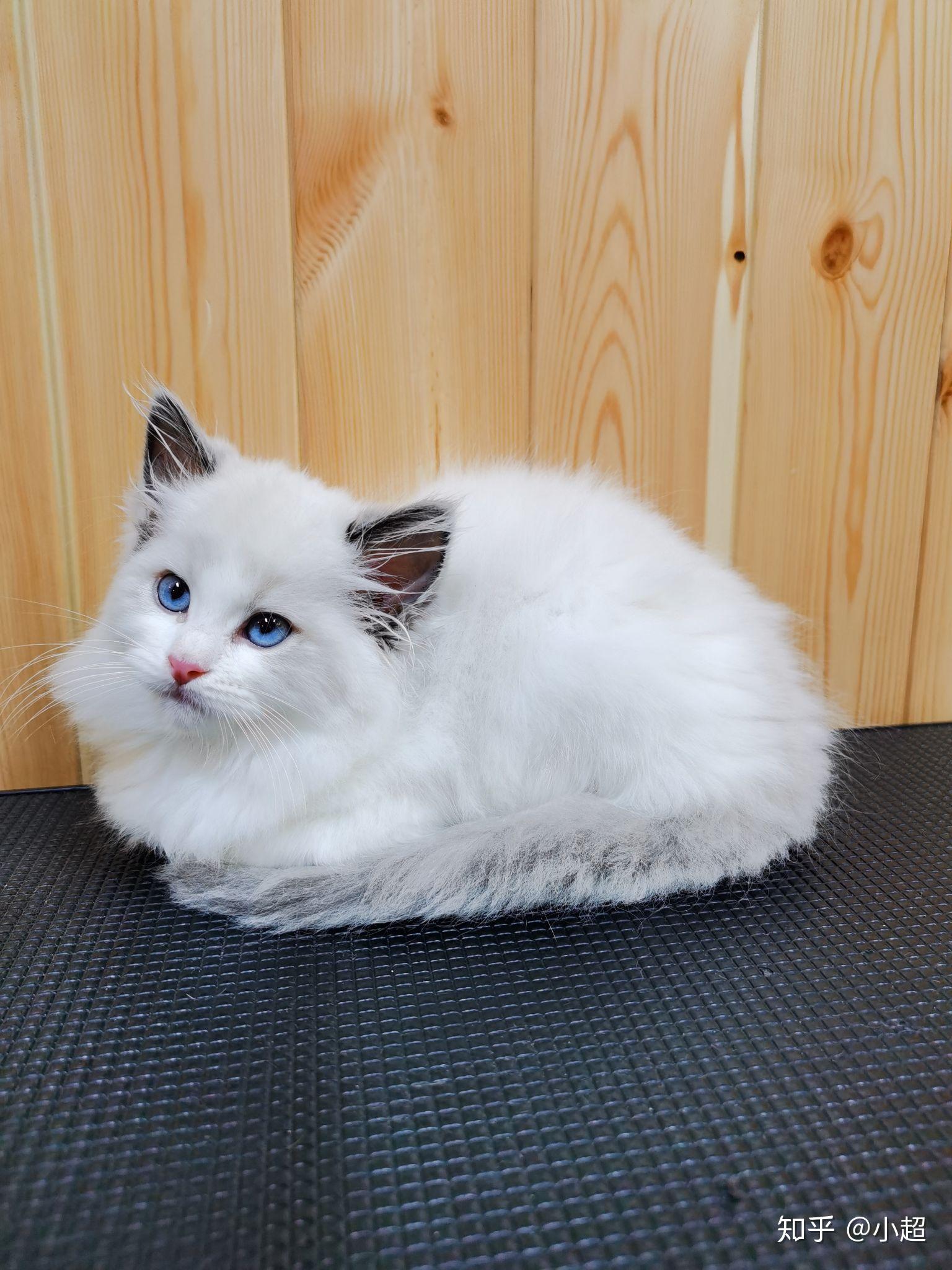 有什么又干净又好养的小宠物吗