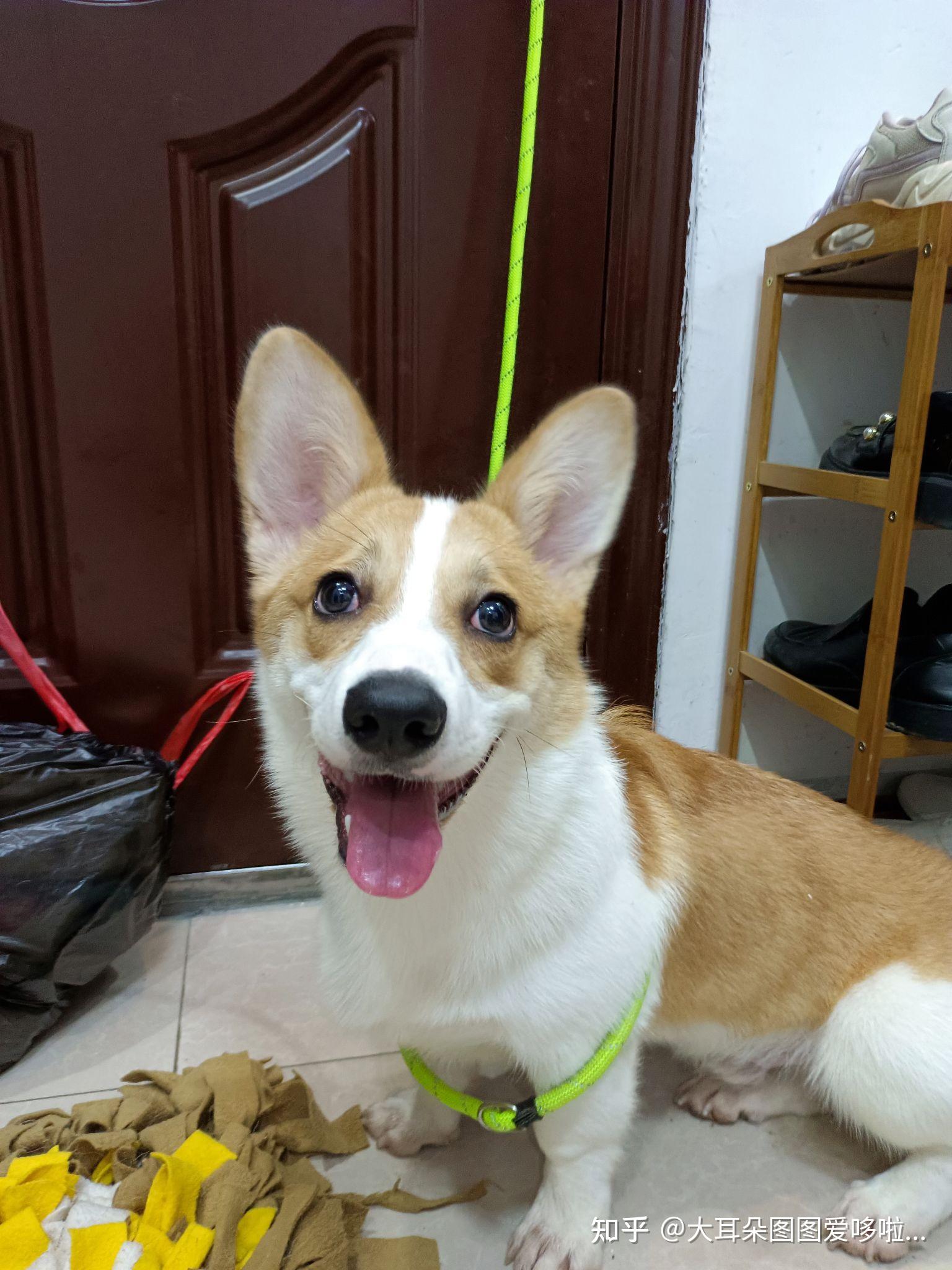 为什么我的三个月柯基长这个样子