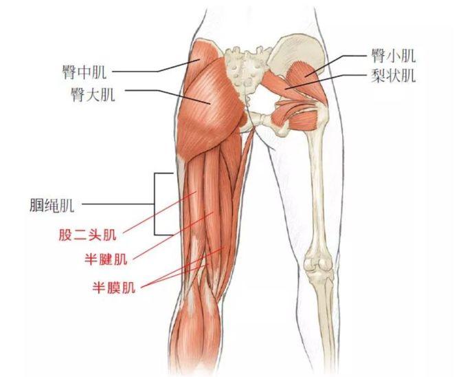 梨状肌体表定位方法图片