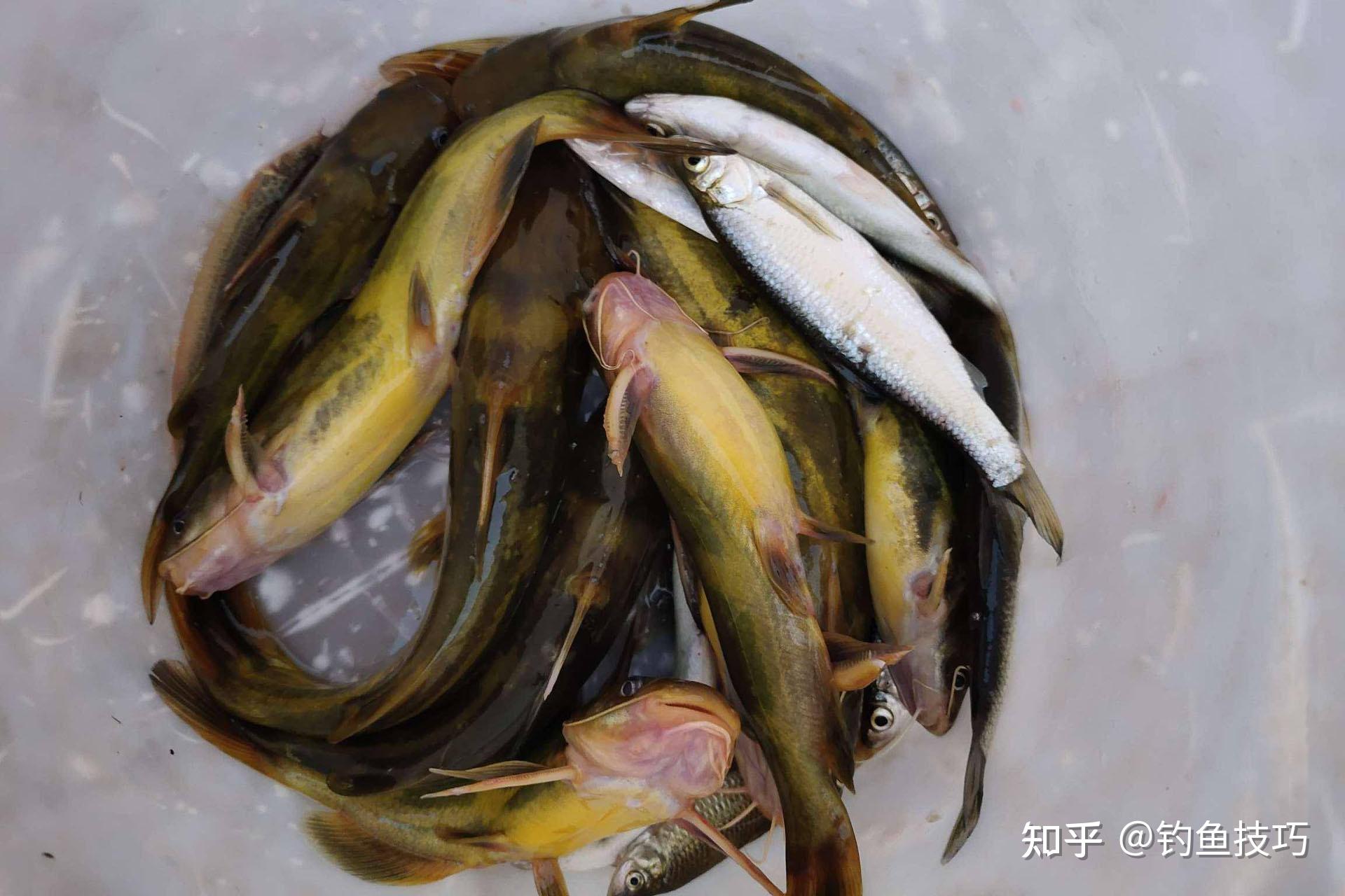 开春可以钓嘎鱼吗?开春钓嘎鱼的4个要领 - 知乎