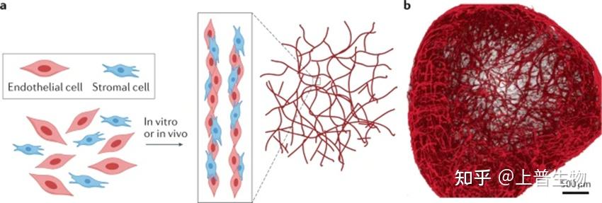 华盛顿大学Kelly R. Stevens教授团队在Nature Reviews Materials|跨尺度血管网络的工程化构建 - 知乎
