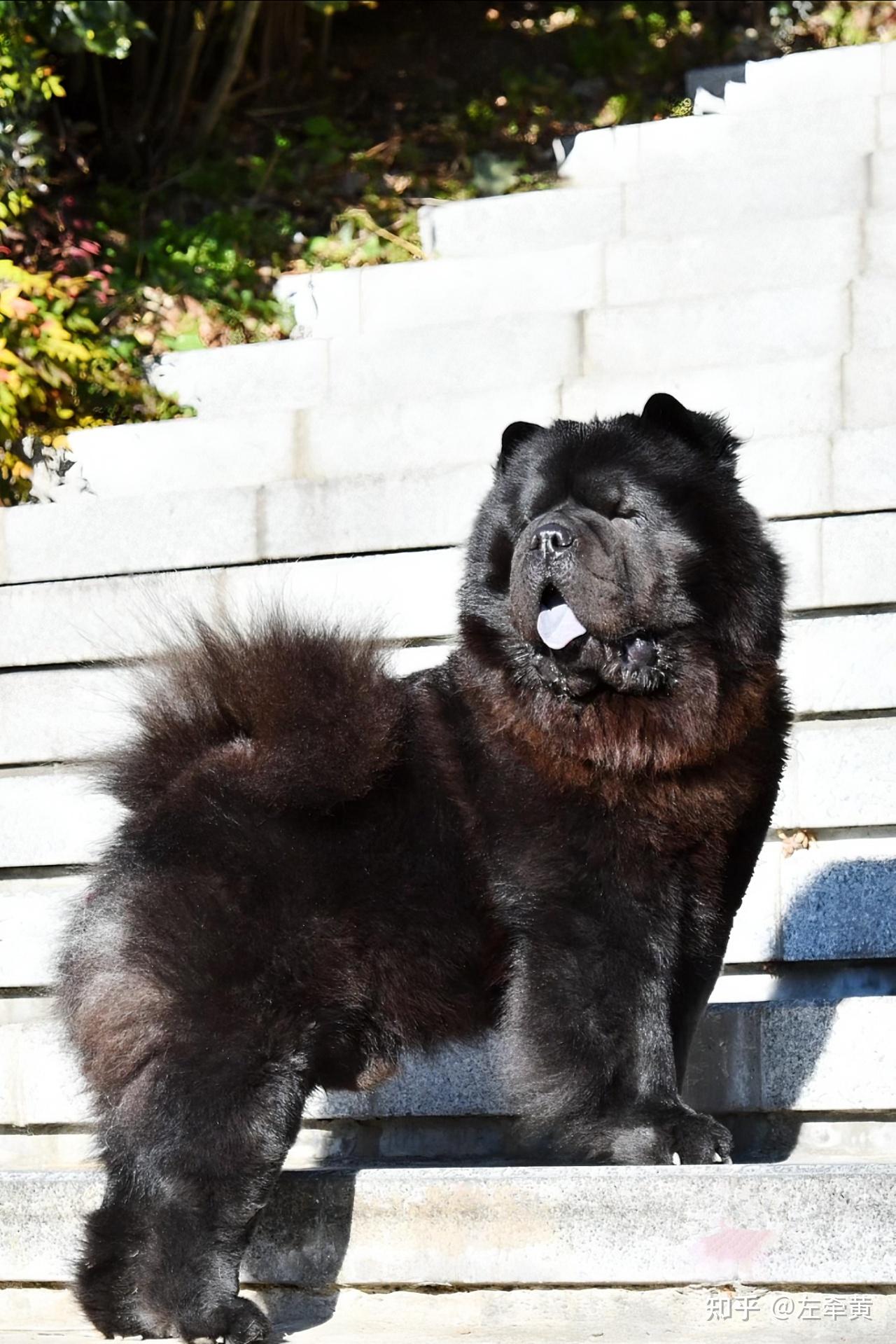 天命人,土松犬等你等了2000年! - 知乎