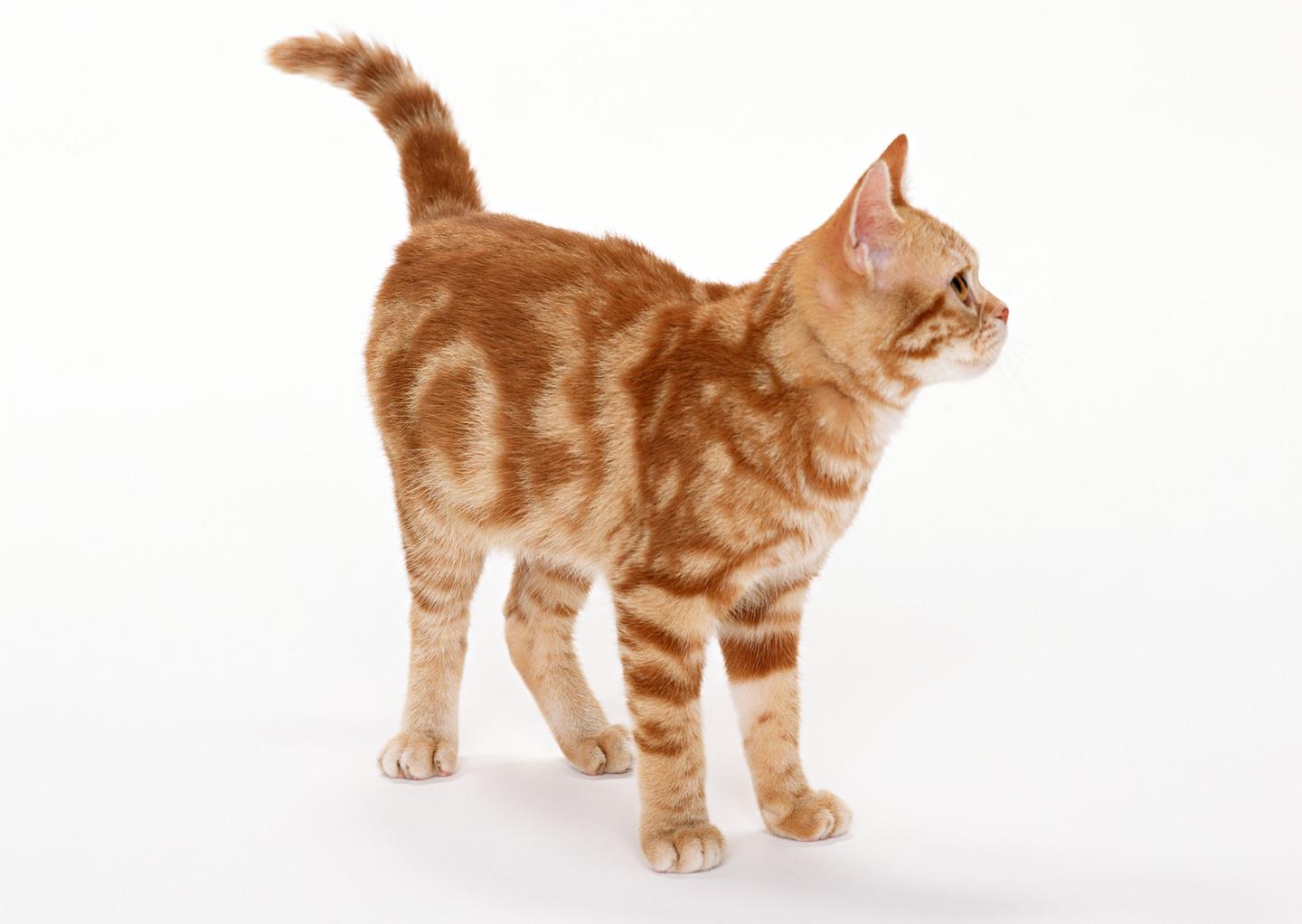 猫患有猫肺水肿怎么办 知乎