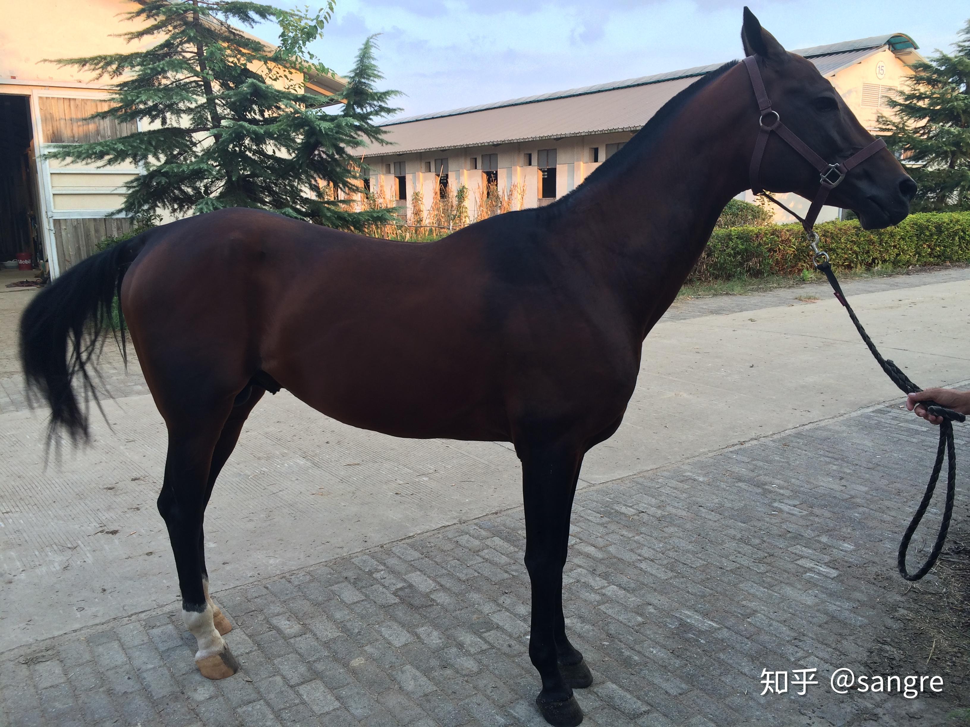 汗血宝马真的挥汗如血吗