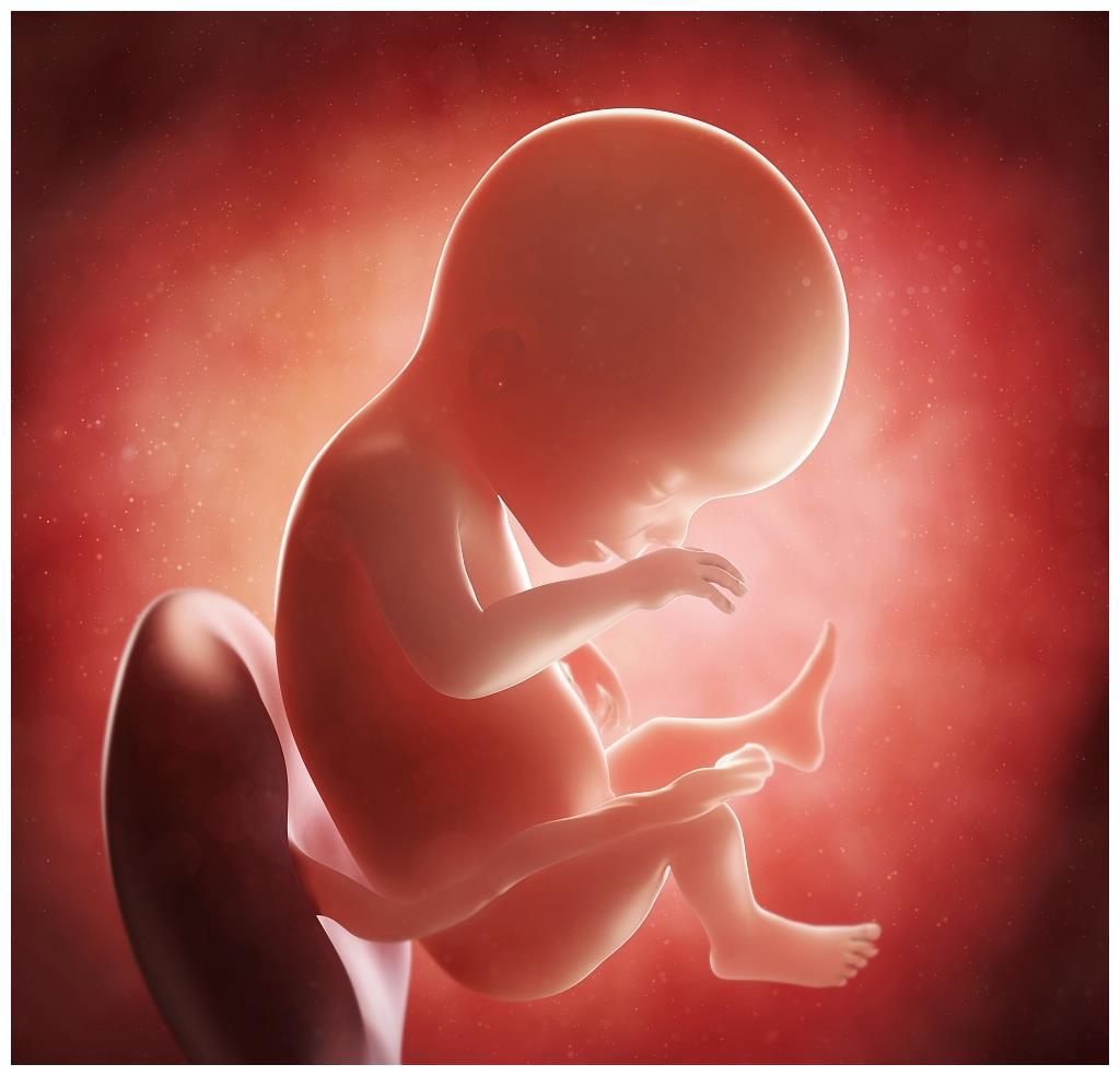 胎教的基本原理及方法 从受精卵到出生 知乎