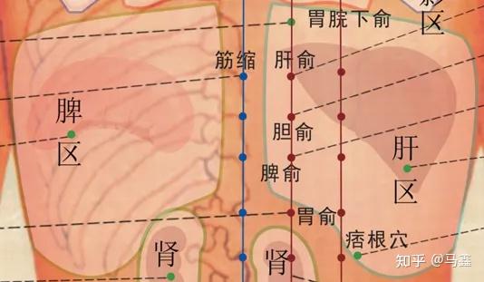 学刮痧｜刮痧常用经络和部位（二） - 知乎