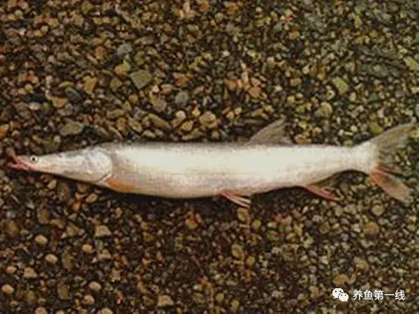 鲤科雅罗鱼亚科7种：丁鱥（丁桂）、赤眼鳟、鳡鱼、鯮鱼、鳤鱼、赤梢鱼、拟赤梢鱼 - 知乎