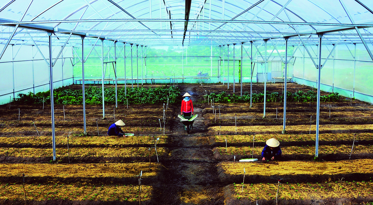 大棚都能种植什么