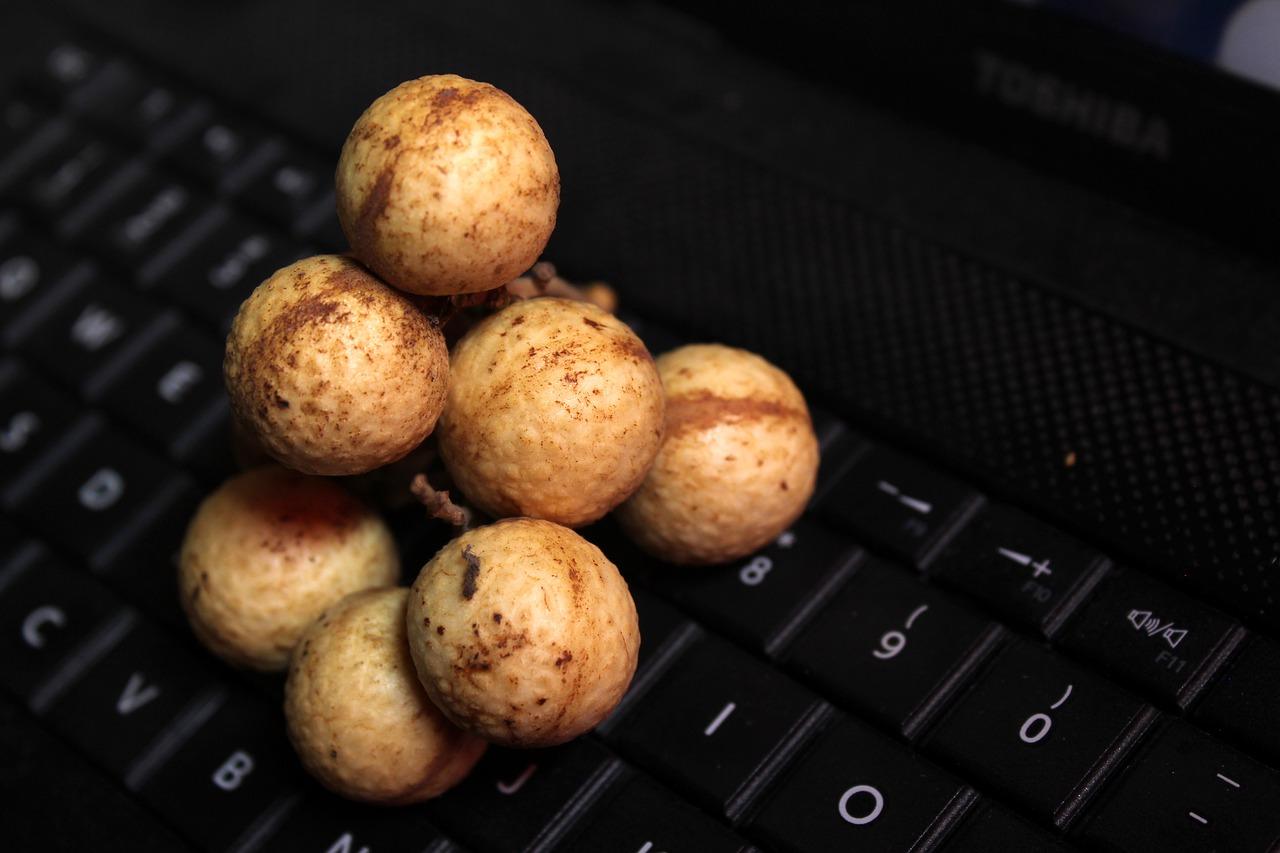 龙眼耐寒性分析