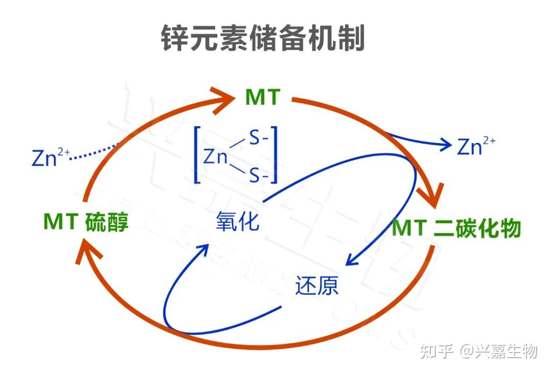 锌元素与免疫应答 - 知乎