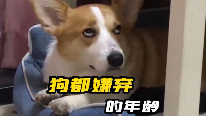 盘点狗都嫌弃的年龄家里有小孩的不建议养小狗对小狗不好