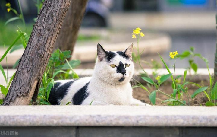 人和猫 - 知乎