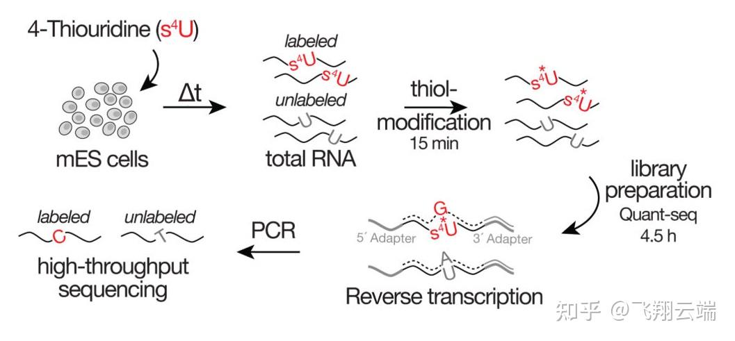 SLAM-seq:RNA代谢测序,超越RNA-seq,检测新生RNA - 知乎