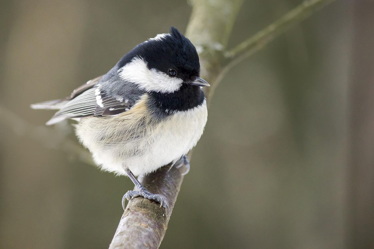 2. 多肉耐寒程度