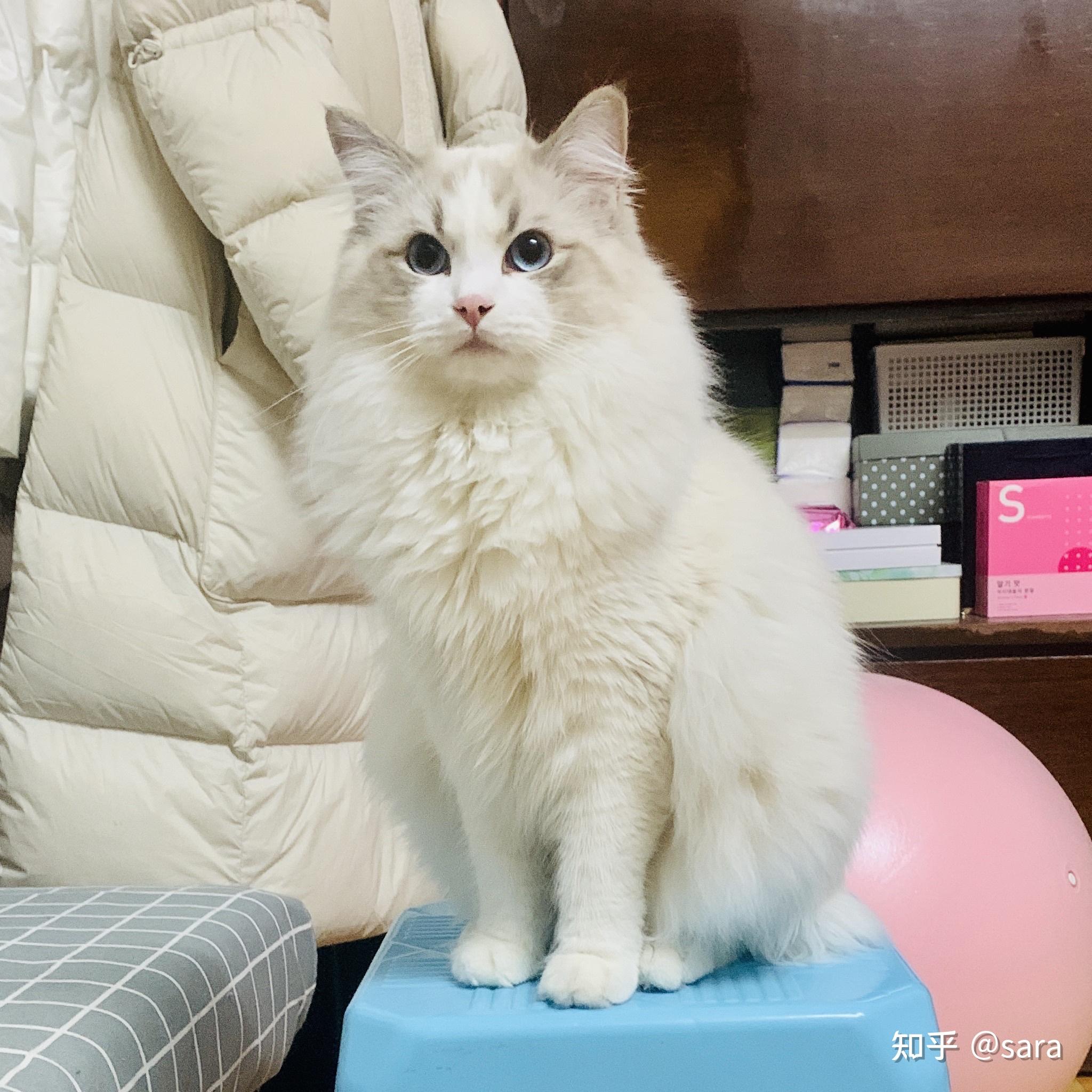 这是传统系布偶吗? - 知乎