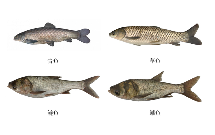 “四大家鱼”分别是哪四种鱼?又如何区分? - 知乎