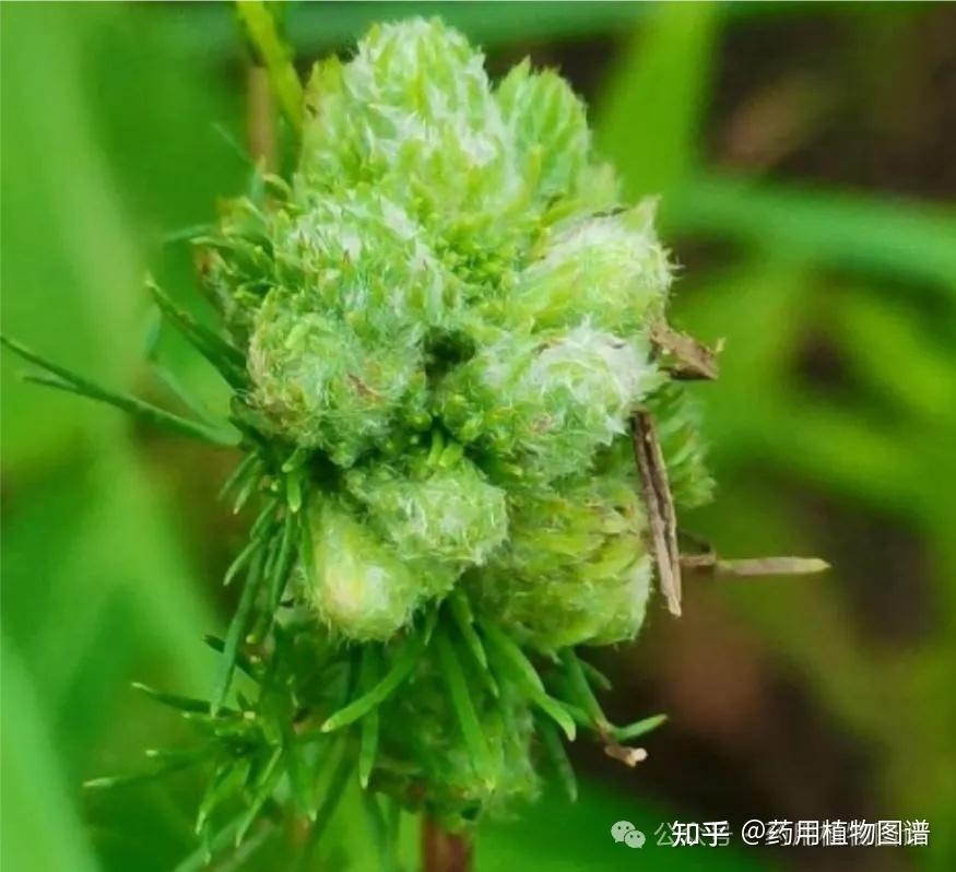 这是什么蒿类植物? - 知乎