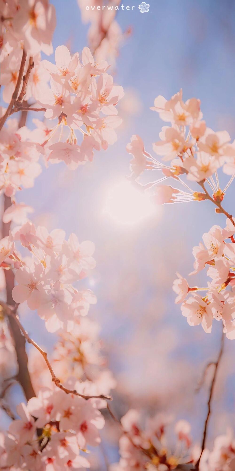 有没有什么微信聊天背景好看又不影响看消息的图片