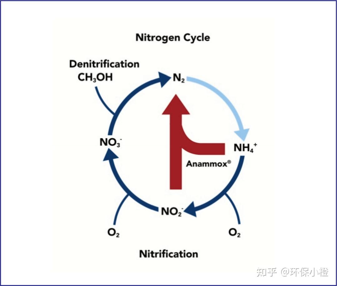 厌氧氨氧化工艺与传统生物脱氮过程的差异？其技术难点是什么？ - 知乎