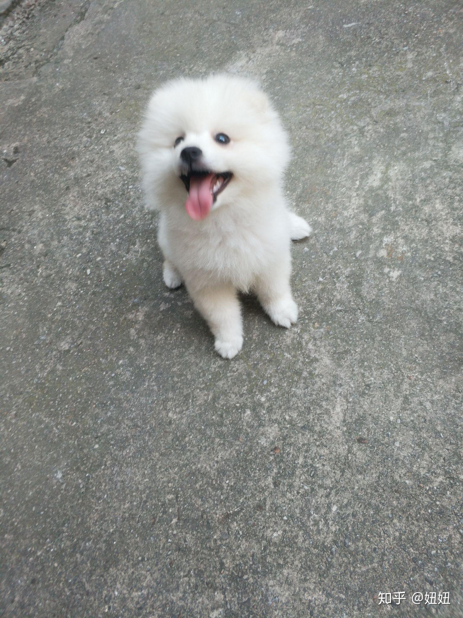 我家里博美四个月了怎么还没立耳朵