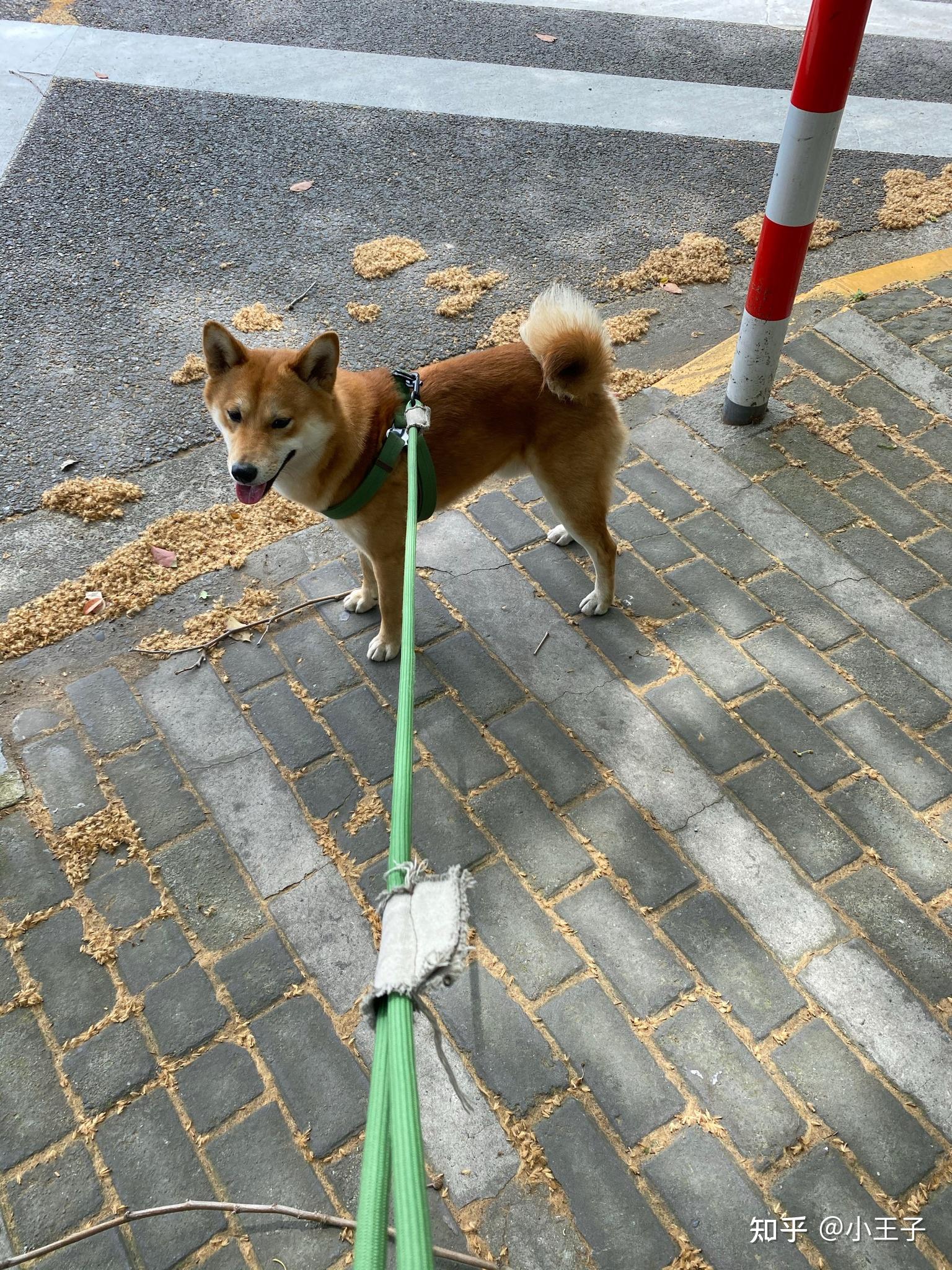 柴犬五六个月的图图片